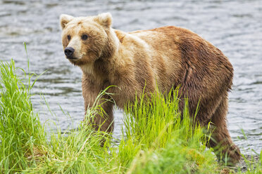 USA, Alaska, Katmai National Park, Brown bear (Ursus arctos) at Brooks Falls, walking - FOF006014