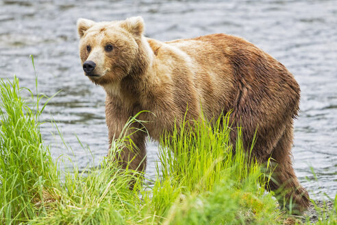 USA, Alaska, Katmai National Park, Braunbär (Ursus arctos) an den Brooks Falls, zu Fuß - FOF006014