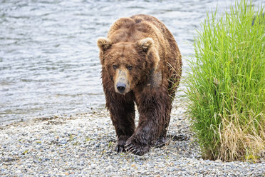 USA, Alaska, Katmai National Park, Braunbär (Ursus arctos) an den Brooks Falls, zu Fuß - FOF006017