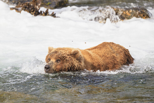 USA, Alaska, Katmai-Nationalpark, Braunbär (Ursus arctos) bei Brooks Falls, Futtersuche - FO006019