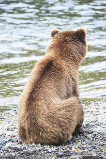 USA, Alaska, Katmai-Nationalpark, Braunbär (Ursus arctos) an den Brooks Falls, sitzend - FOF006018