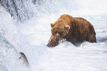 USA, Alaska, Katmai-Nationalpark, Braunbär (Ursus arctos) bei Brooks Falls, Futtersuche - FOF006021