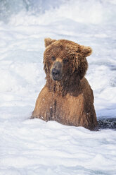 USA, Alaska, Katmai National Park, Brown bear (Ursus arctos) at Brooks Falls, foraging - FO006028