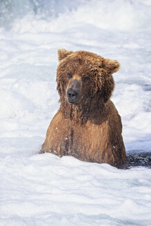 USA, Alaska, Katmai-Nationalpark, Braunbär (Ursus arctos) bei Brooks Falls, Futtersuche - FO006028