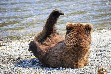 USA, Alaska, Katmai National Park, Braunbär (Ursus arctos) bei Brooks Falls, liegend - FOF006000