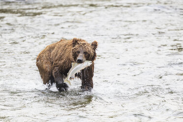 USA, Alaska, Katmai National Park, Braunbär (Ursus arctos) am Brooks Wasserfall mit gefangenem Lachs - FO006001