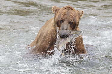 USA, Alaska, Katmai National Park, Braunbär (Ursus arctos) am Brooks Wasserfall mit gefangenem Lachs - FO006027