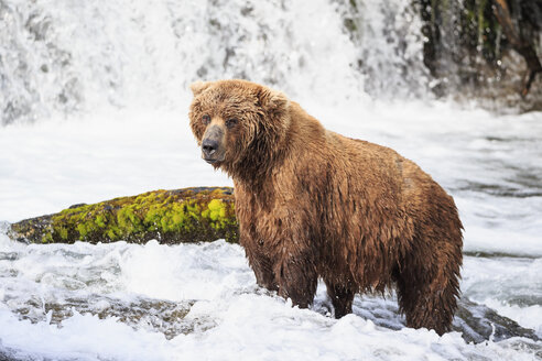 USA, Alaska, Katmai-Nationalpark, Braunbär (Ursus arctos) bei Brooks Falls, Futtersuche - FOF006002