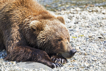 USA, Alaska, Katmai National Park, Braunbär (Ursus arctos) bei Brooks Falls, liegend - FOF006029