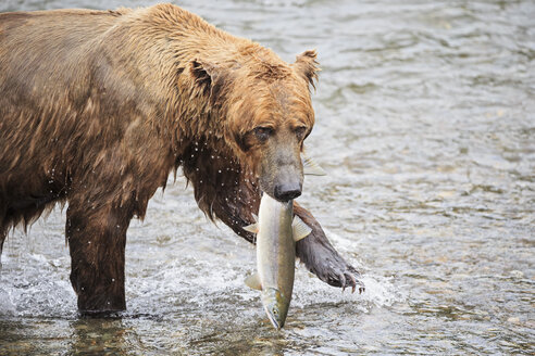 USA, Alaska, Katmai National Park, Braunbär (Ursus arctos) am Brooks Wasserfall mit gefangenem Lachs - FOF006030