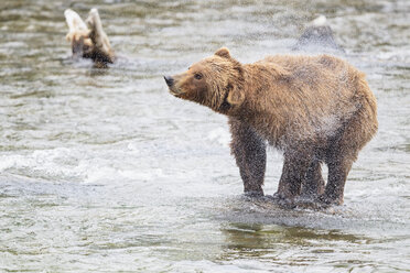 USA, Alaska, Katmai National Park, Braunbär (Ursus arctos) am Brooks Wasserfall und schüttelnder Körper - FOF006003