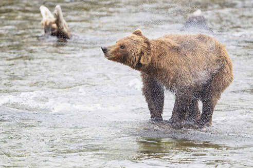 USA, Alaska, Katmai National Park, Braunbär (Ursus arctos) am Brooks Wasserfall und schüttelnder Körper - FOF006003