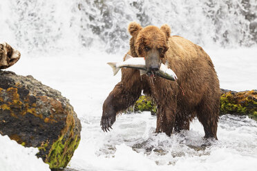 USA, Alaska, Katmai National Park, Braunbär (Ursus arctos) am Brooks Wasserfall mit gefangenem Lachs - FOF006037