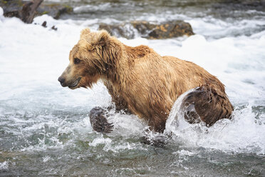 USA, Alaska, Katmai-Nationalpark, Braunbär (Ursus arctos) bei Brooks Falls, Futtersuche - FOF005976