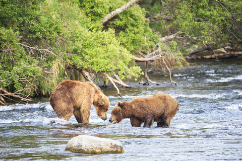 USA, Alaska, Katmai National Park, Braunbären (Ursus arctos) bei Brooks Falls, Kampf bei der Nahrungssuche, lizenzfreies Stockfoto