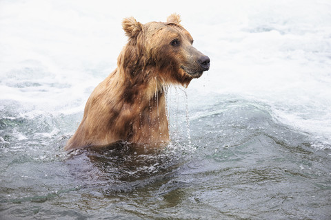 USA, Alaska, Katmai-Nationalpark, Braunbär (Ursus arctos) bei Brooks Falls, Futtersuche, lizenzfreies Stockfoto