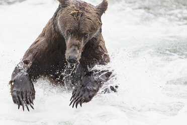 USA, Alaska, Katmai-Nationalpark, Braunbär (Ursus arctos) bei Brooks Falls, Futtersuche - FOF005980