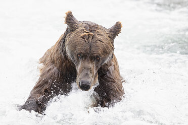 USA, Alaska, Katmai National Park, Brown bear (Ursus arctos) at Brooks Falls, foraging - FOF006004