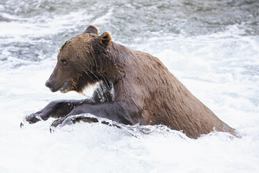 USA, Alaska, Katmai-Nationalpark, Braunbär (Ursus arctos) bei Brooks Falls, Futtersuche - FOF006031