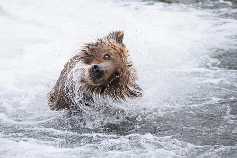 USA, Alaska, Katmai National Park, Brown bear (Ursus arctos) at Brooks Falls and shaking head stock photo