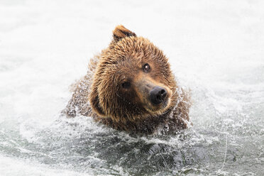 USA, Alaska, Katmai National Park, Brown bear (Ursus arctos) at Brooks Falls and shaking head - FOF006039