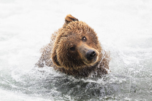 USA, Alaska, Katmai National Park, Braunbär (Ursus arctos) bei Brooks Falls und schüttelt den Kopf - FOF006039