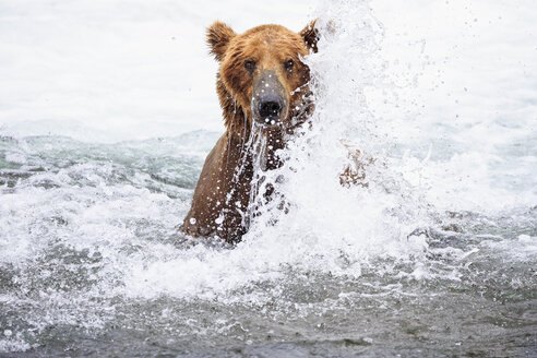 USA, Alaska, Katmai-Nationalpark, Braunbär (Ursus arctos) bei Brooks Falls, Futtersuche - FOF006032