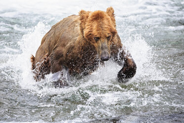 USA, Alaska, Katmai National Park, Brown bear (Ursus arctos) at Brooks Falls, foraging - FOF006040