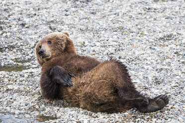 USA, Alaska, Katmai National Park, Brown bear (Ursus arctos) at Brooks Falls, lying - FO006033