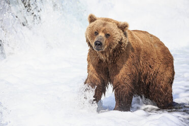 USA, Alaska, Katmai-Nationalpark, Braunbär (Ursus arctos) bei Brooks Falls, Futtersuche - FO006007