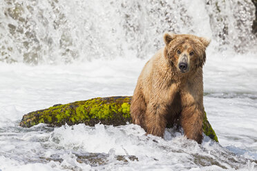 USA, Alaska, Katmai-Nationalpark, Braunbär (Ursus arctos) bei Brooks Falls, Futtersuche - FOF006041