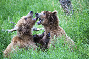 USA, Alaska, Katmai National Park, Spielende Braunbären (Ursus arctos), Jungtiere - FOF006008