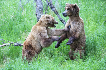 USA, Alaska, Katmai National Park, Spielende Braunbären (Ursus arctos), Jungtiere - FOF006034