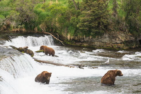 USA, Alaska, Katmai-Nationalpark, Braunbären (Ursus arctos) bei Brooks Falls, Futtersuche - FOF006022