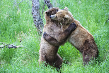 USA, Alaska, Katmai National Park, Spielende Braunbären (Ursus arctos), Jungtiere - FOF006009