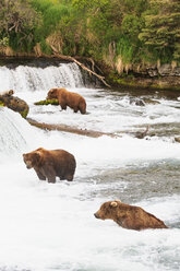 USA, Alaska, Katmai-Nationalpark, Braunbären (Ursus arctos) bei Brooks Falls, Futtersuche - FOF006042