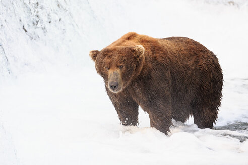 USA, Alaska, Katmai-Nationalpark, Braunbär (Ursus arctos) bei Brooks Falls, Futtersuche - FOF006010