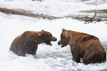 USA, Alaska, Katmai National Park, Braunbären (Ursus arctos) bei Brooks Falls, Kampf bei der Nahrungssuche - FOF006023