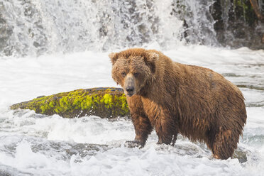 USA, Alaska, Katmai-Nationalpark, Braunbär (Ursus arctos) bei Brooks Falls, Futtersuche - FO006035