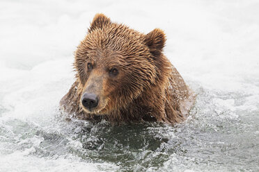 USA, Alaska, Katmai National Park, Brown bear (Ursus arctos) at Brooks Falls, foraging - FOF006011