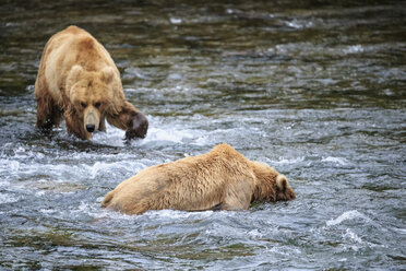 USA, Alaska, Katmai National Park, Brown bears (Ursus arctos) at Brooks Falls, foraging - FOF006024