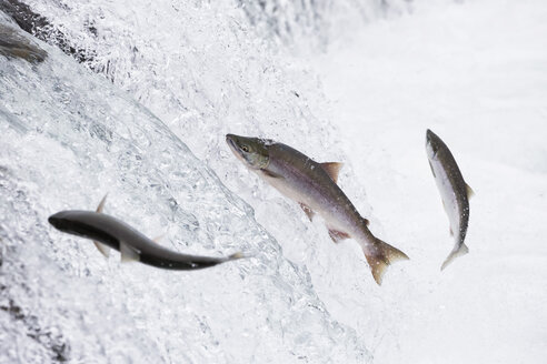 USA, Alaska, Katmai Nationalpark, King Salmon, Brooks Falls, Lachslauf - FOF005909