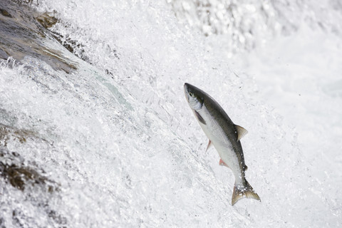 USA, Alaska, Katmai Nationalpark, King Salmon, Brooks Falls, Lachslauf, lizenzfreies Stockfoto