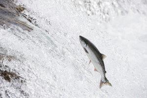 USA, Alaska, Katmai Nationalpark, King Salmon, Brooks Falls, Lachslauf - FO005905