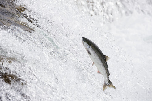 USA, Alaska, Katmai Nationalpark, King Salmon, Brooks Falls, Salmon run - FO005905