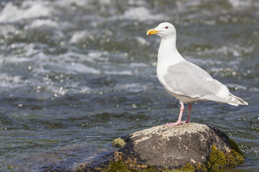 USA, Alaska, Katmai Nationalpark, King Salmon, Brooks Falls, Heringsmöwe (Larus argentatus) - FOF005904