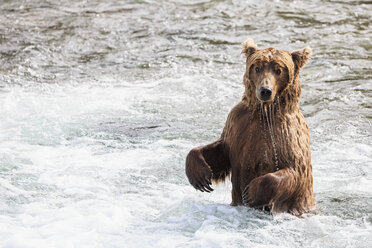 USA, Alaska, Katmai National Park, Brown bear (Ursus arctos) at Brooks Falls, foraging - FOF006036