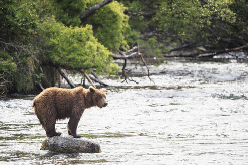 USA, Alaska, Katmai-Nationalpark, Braunbär (Ursus arctos) bei Brooks Falls, Futtersuche - FOF006012
