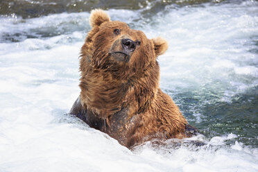 USA, Alaska, Katmai-Nationalpark, Braunbär (Ursus arctos) bei Brooks Falls, Futtersuche - FO006025