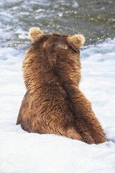 USA, Alaska, Katmai-Nationalpark, Braunbär (Ursus arctos) bei Brooks Falls, Futtersuche - FOF006013